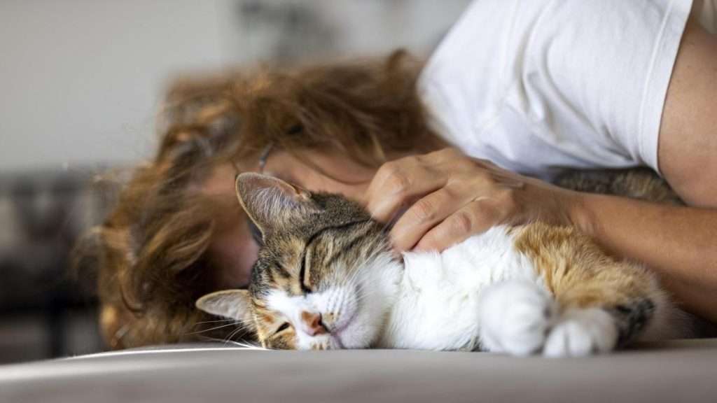 Acariciar gatos reduce cortisol y eleva oxitocina, según estudios