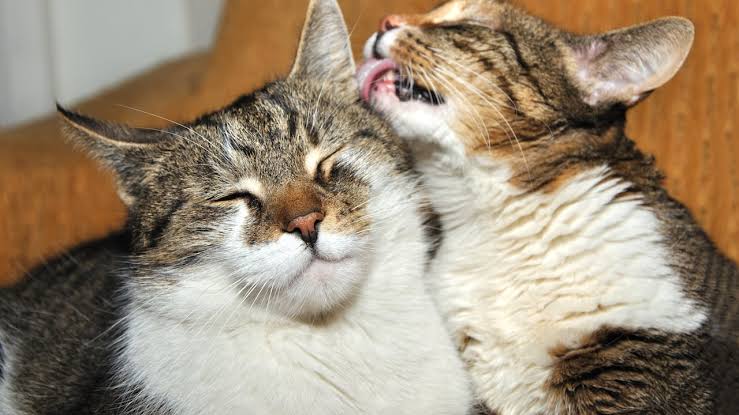 El acicalamiento entre gatos no siempre significa afecto