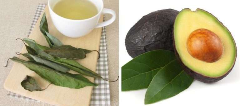 Hoja de aguacate: potente para el dolor y la inflamación