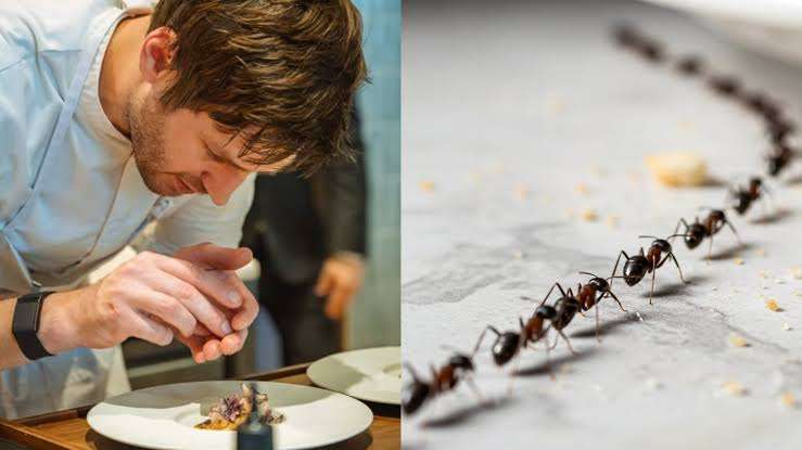 Dueño de restaurante de dos estrellas Michelin, irá a juicio por servir hormigas