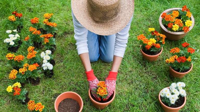 Seis trucos ancestrales de jardinería que la ciencia avala