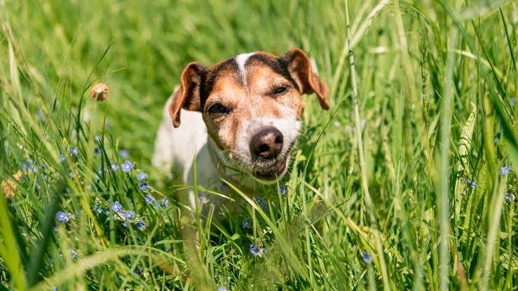 Por qué tu perro come pasto y cuándo es una señal de alerta