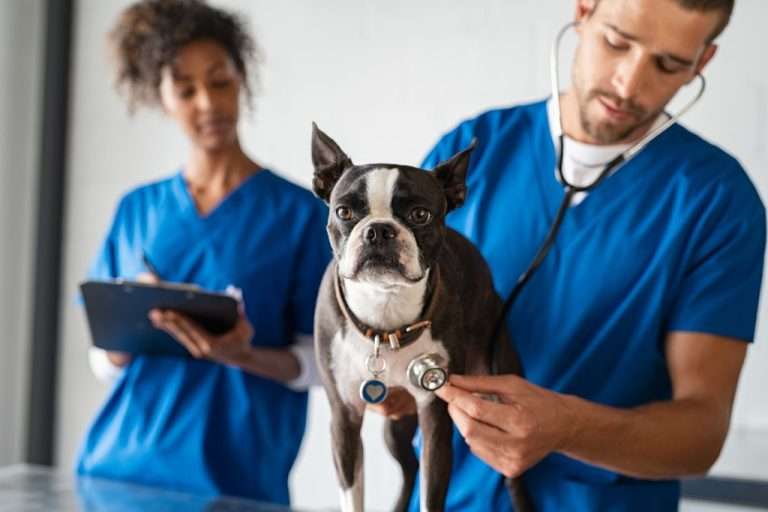 Veterinarios responden las dudas más comunes sobre la salud canina