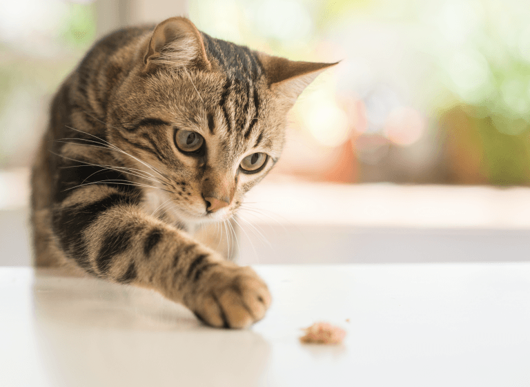 Vómito en gatos: cuándo sí es una señal de alarma