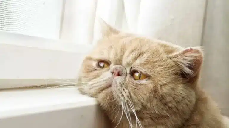 Señales de que tu gato puede estar en sus últimos días