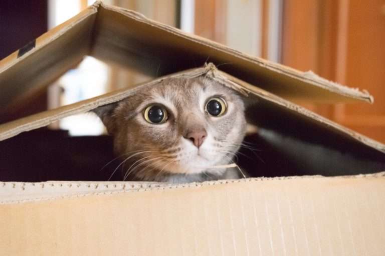 ¿Por qué los gatos prefieren una caja de cartón a un juguete?