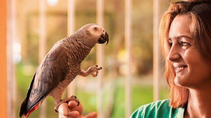 El error que muchos cometen al tener un loro en casa