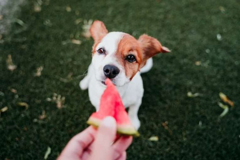 Dietas veganas para perros y gatos: lo que revela la ciencia sobre digestibilidad y nutrientes