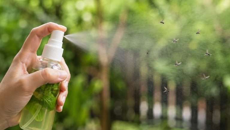 Repelente de albahaca: receta natural contra insectos