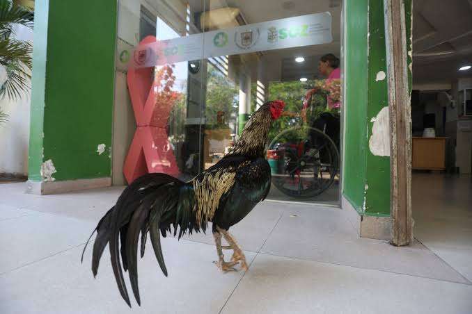 Martín, el gallo que lleva 8 años esperando a su dueña que falleció en un hospital
