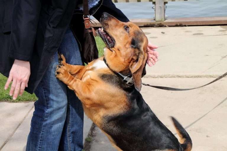 ¿Tu perro da saltos y ladridos ‘excesivos’?: pueden ser señal de ansiedad
