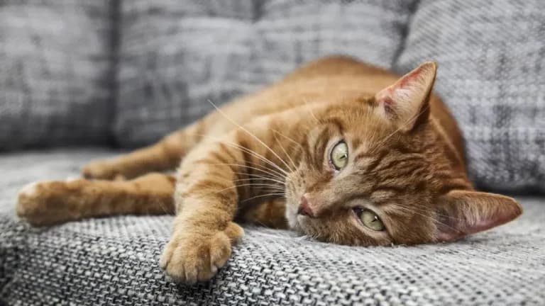 Veterinario explica por qué los gatos naranjas son tan cariñosos