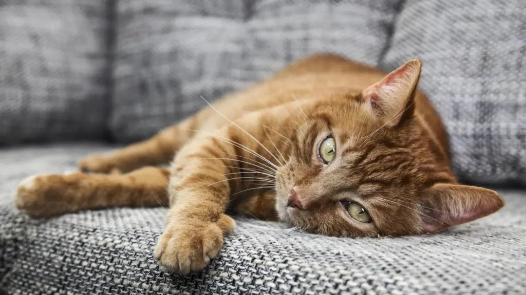 Veterinario explica por qué los gatos naranjas son tan cariñosos