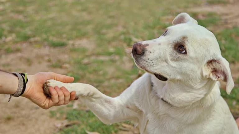 ¿Tu perro es diestro o zurdo? Tres pruebas para descubrirlo