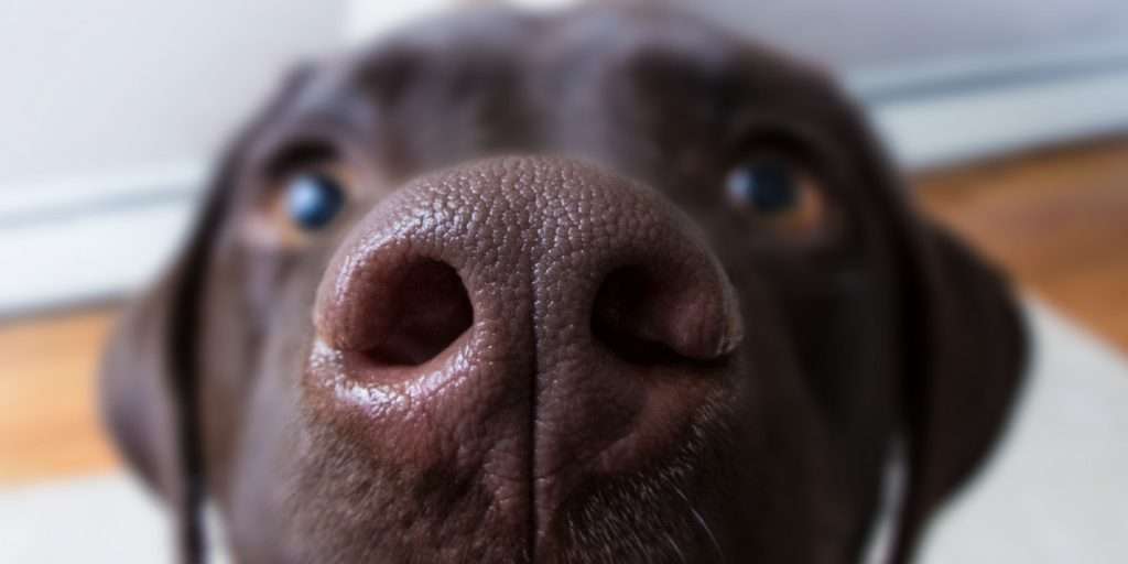 Deja que tu perro olfatee en el paseo, eso reduce su estrés