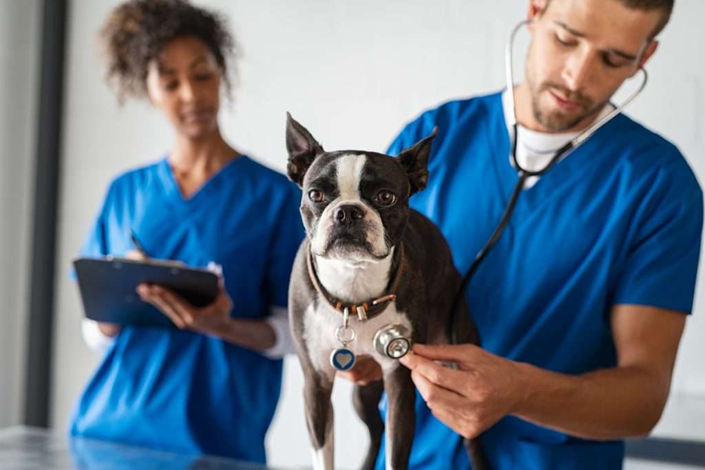 Veterinarios responden las dudas más comunes sobre la salud canina