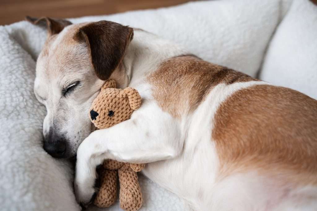 Ha caído la tasa de natalidad y las mascotas tienen la culpa